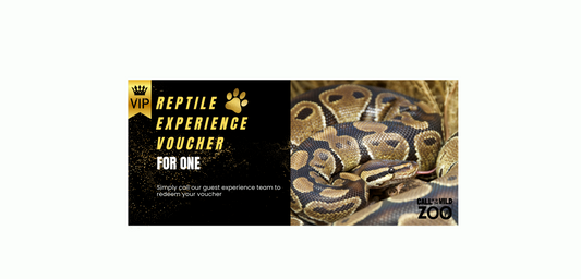 Reptile Experience for One Gift Voucher