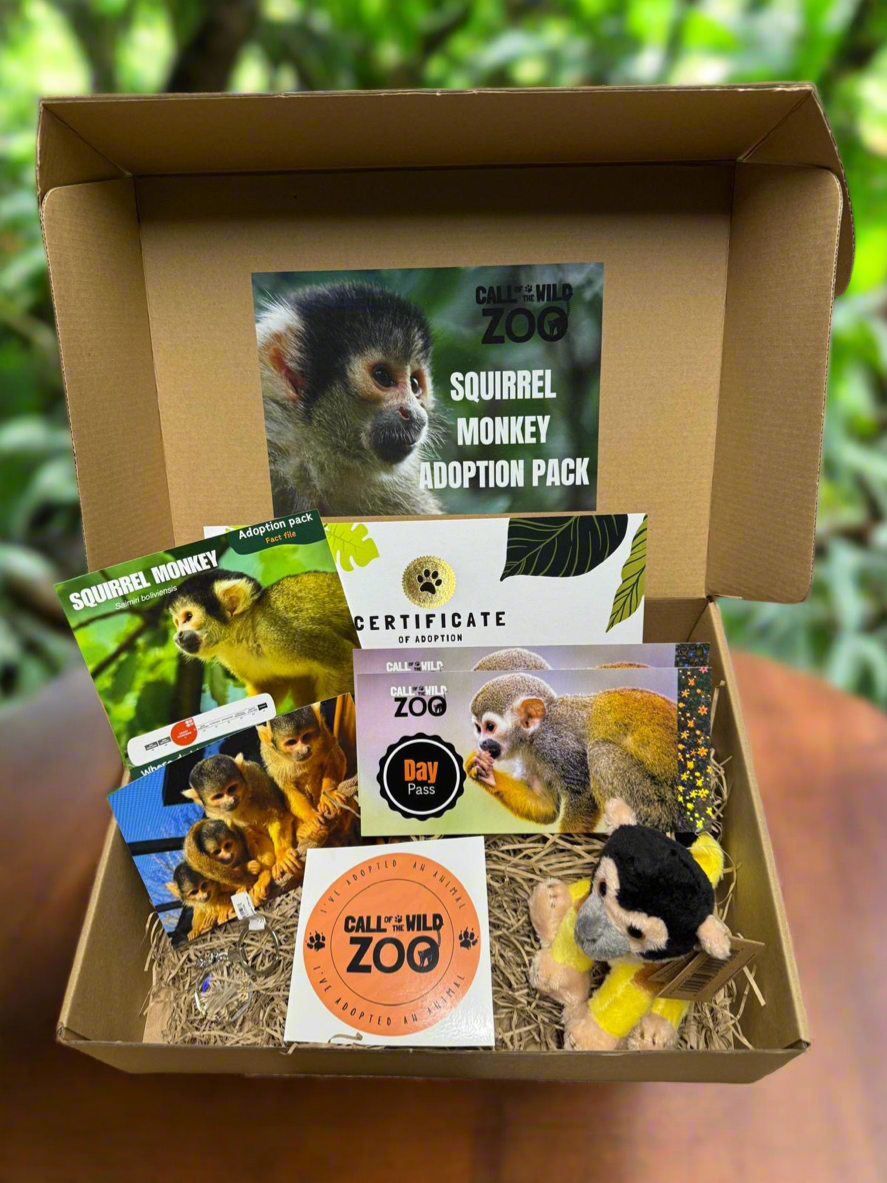 Squirrel Monkey Ultimate Gift - Adoption Pack & Experience Voucher