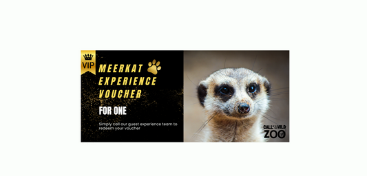 Meerkat experience for one gift voucher