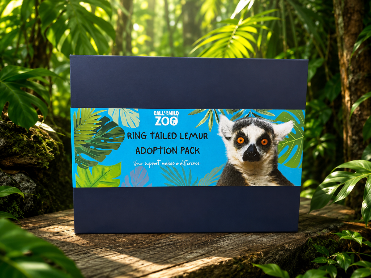 Ring-tailed Lemur Adoption Pack